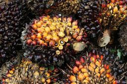 aceh_0825