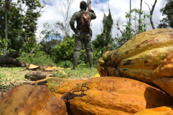 18-an-illegal-cocoa-crop