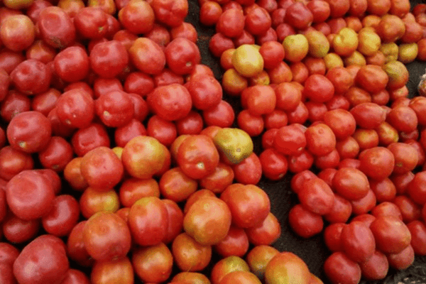 Camaroon-Tomates-1-1024x572