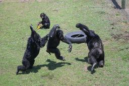 Chimpanzees-are-pictured-in-the-Ol-Pejeta-Chimpanzee-Sanctuary