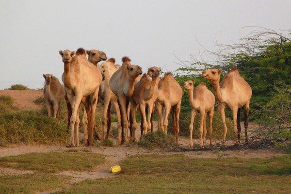 Livestock-Image-Camels