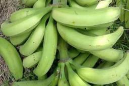 Plantain-TFS