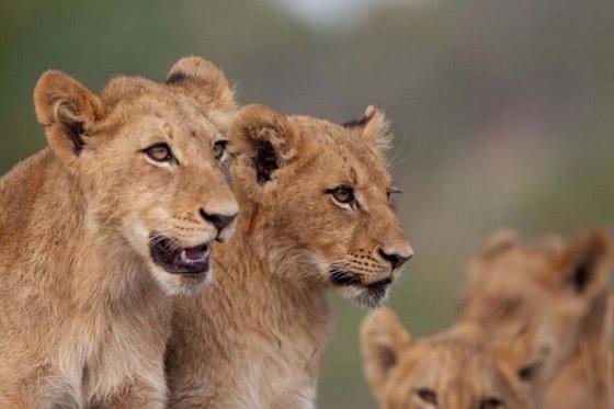 UGANDA-LIONS