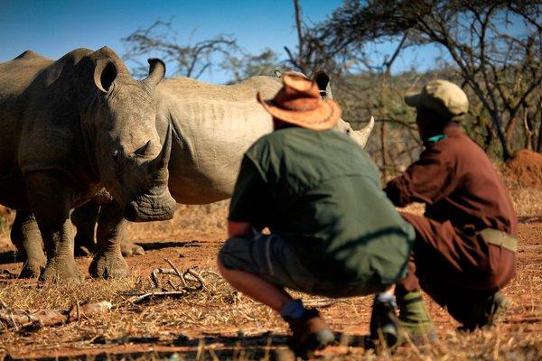 Wildlife SWZ Rhino 5 (BGP) (4)