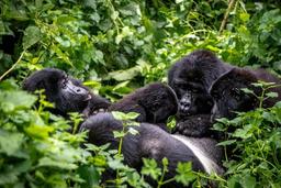 bwindi-impenetrable-national-park-gorilla-family