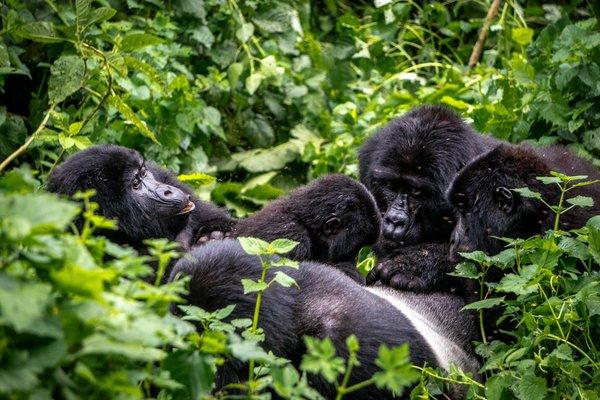 bwindi-impenetrable-national-park-gorilla-family