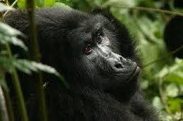 images - 2025-07-21T163145.229