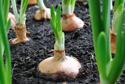 ms-dill-companion-plants-onion-7a4493d6aa6349959a4dc5f300411ef0