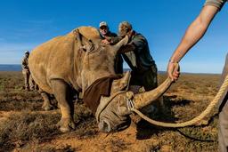 ngm_102016_mm8443_rhinos_006_slide-82d0b1f8b55c7af26f8702bfc5fed21bcc226c30